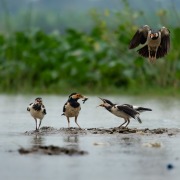 Asian Pied Starling