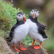 Atlantic Puffin