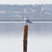 Audouin's gull