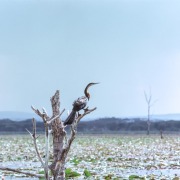 Australasian darter