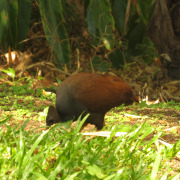 Australian Brush-turkey