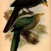 Green Malkoha