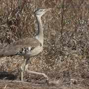 Australian Bustard