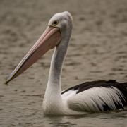 Australian Pelican