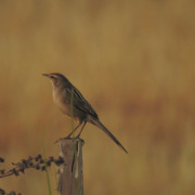 Australian Reed Warbler