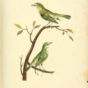Cape White-eye
