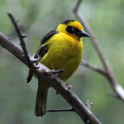 Baglafecht Weaver