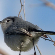 Bahama Gnatcatcher