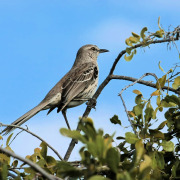 Bahama Mockingbird