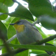 Bahama Warbler
