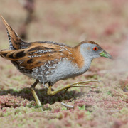 Baillon's Crake
