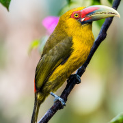Baillon's toucan