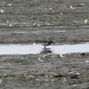 Baird's Sandpiper