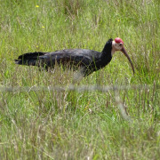 Southern Bald Ibis