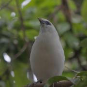 Bali Myna