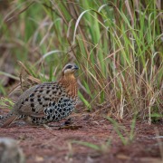 Bamboo Partridge