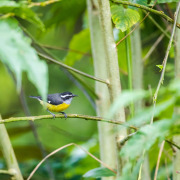 Bananaquit