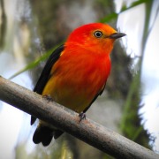Band-tailed Manakin