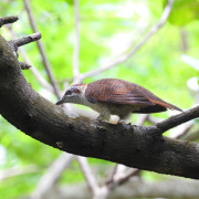 Banded Bay Cuckoo