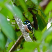Banded Broadbill