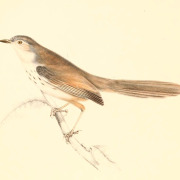 Namaqua Warbler