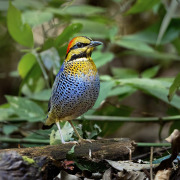 Banded Pitta