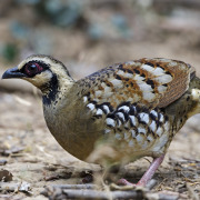 Bar-backed Partridge