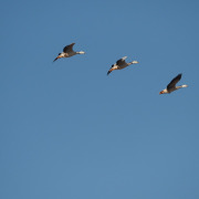 Bar-headed Goose