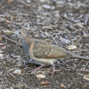 Bar-shouldered Dove