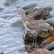 Bar-tailed Godwit