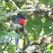 Bar-tailed Trogon