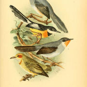 Bar-throated Apalis