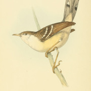Bar-winged Prinia