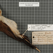 Bare-cheeked Babbler