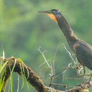 Bare-throated Tiger Heron
