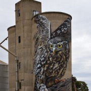 Barking Owl