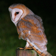 Barn Owl