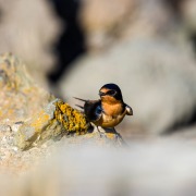 Barn Swallow