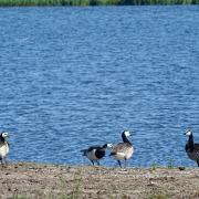 Barnacle Goose