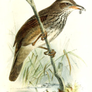 Barratt's Warbler