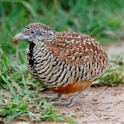 Barred Buttonquail