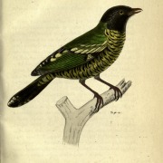 Barred Fruiteater