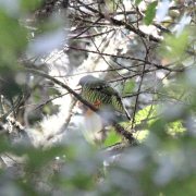 Barred Fruiteater