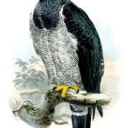 Barred Hawk