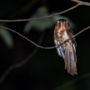 Barred Owlet-nightjar