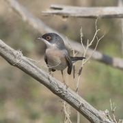 Barred Warbler