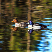 Barrow's goldeneye