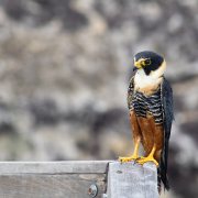 Bat Falcon