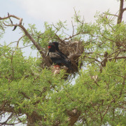 Bateleur