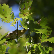 Bay-breasted Warbler